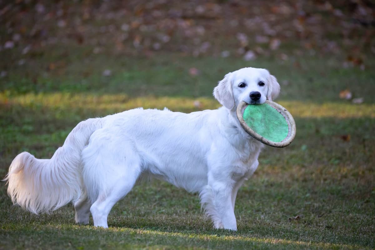 Golden Retriever Puppies breeder image 2