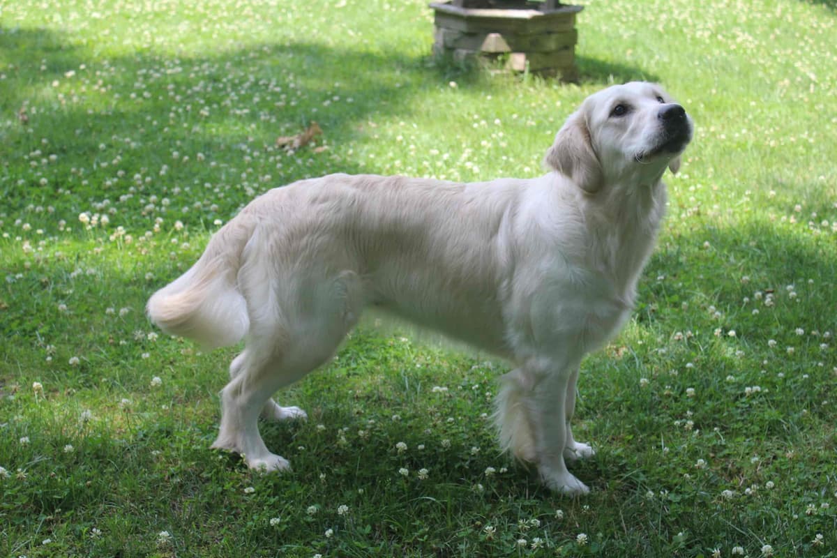 Golden Retriever Puppies breeder image 3