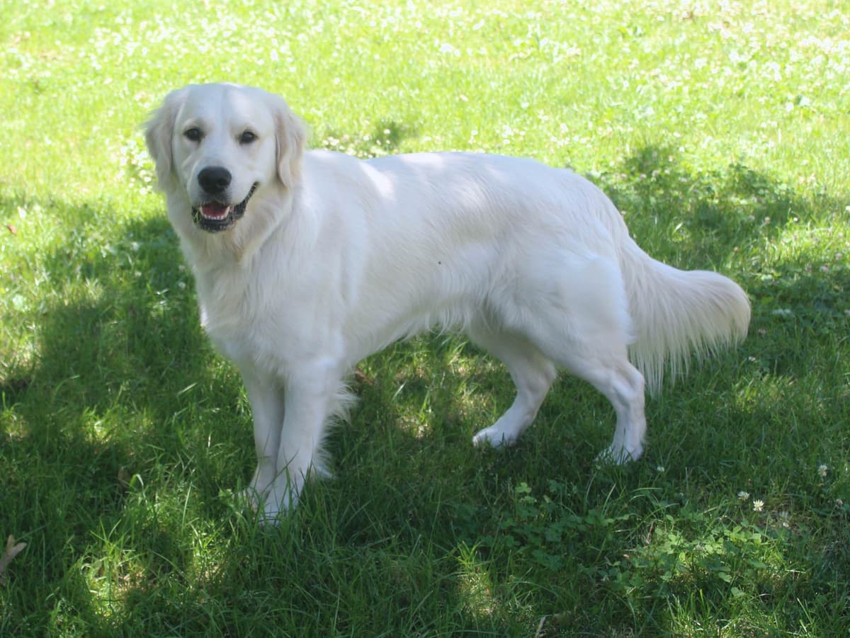 Golden Retriever Puppies breeder image 4