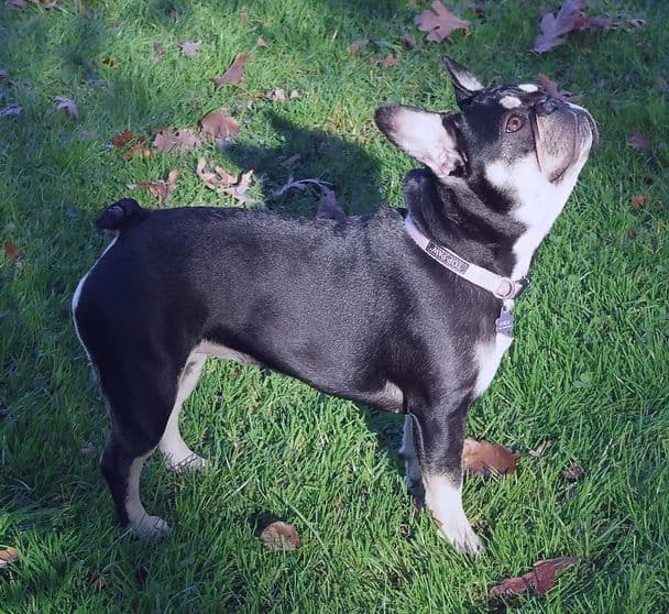 French Bulldog Puppies media 4