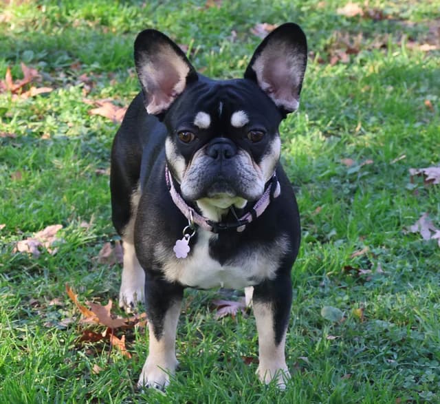 French Bulldog Puppies media 5