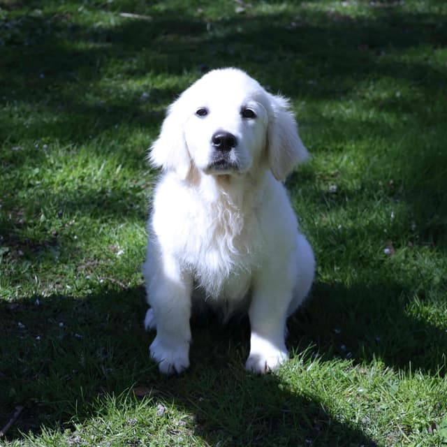 Aurora  looking for a Guardian Home- Must live in Maryland media 2