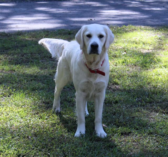 Golden Retriever Puppies media 3