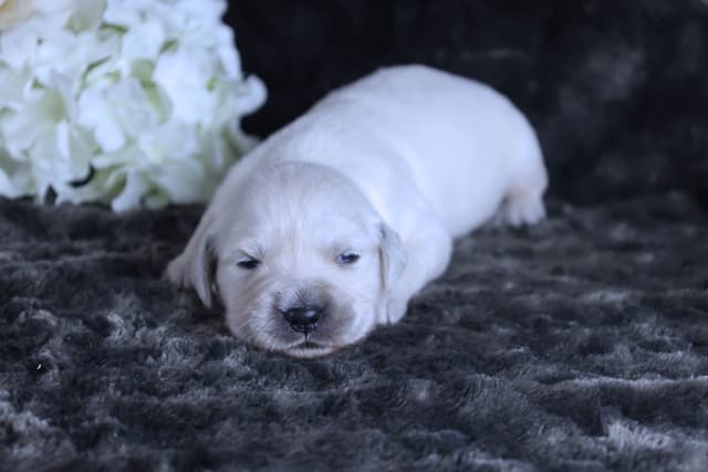 Golden Retriever Puppies media 5