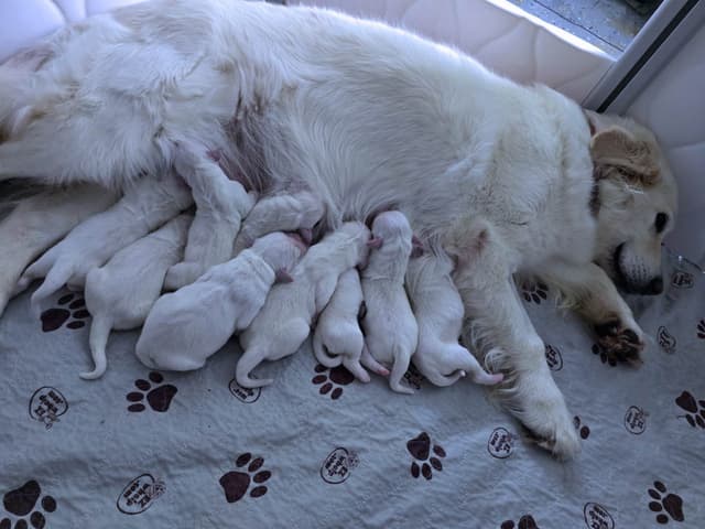 Golden Retriever Puppies media 4