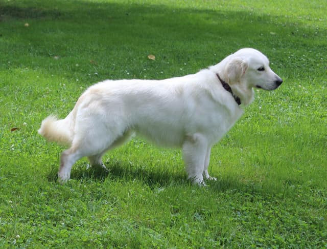 Golden Retriever Puppies media 5