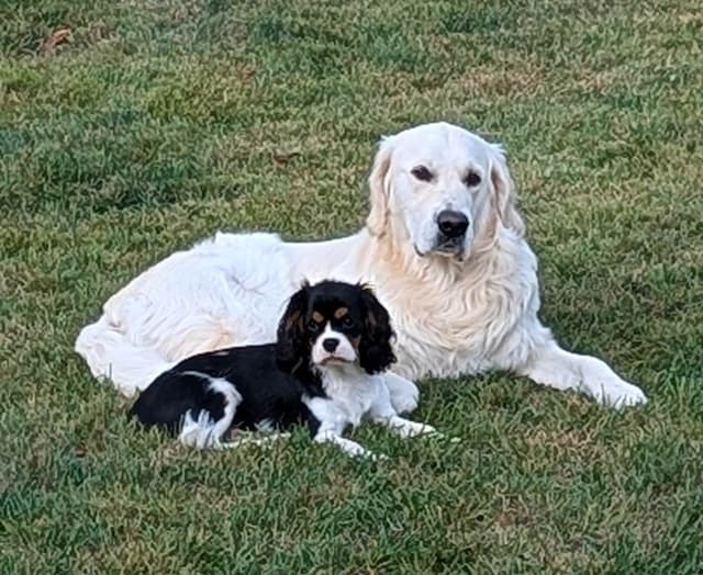 Golden Retriever Puppies media 6
