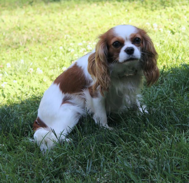 Cavalier King Charles Spaniel Puppies media 2