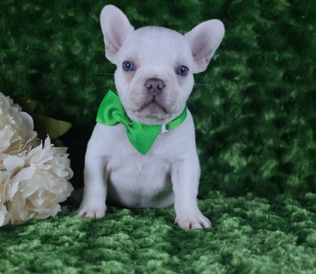 French Bulldog Puppies media 2