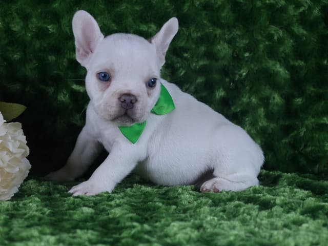 French Bulldog Puppies media 3