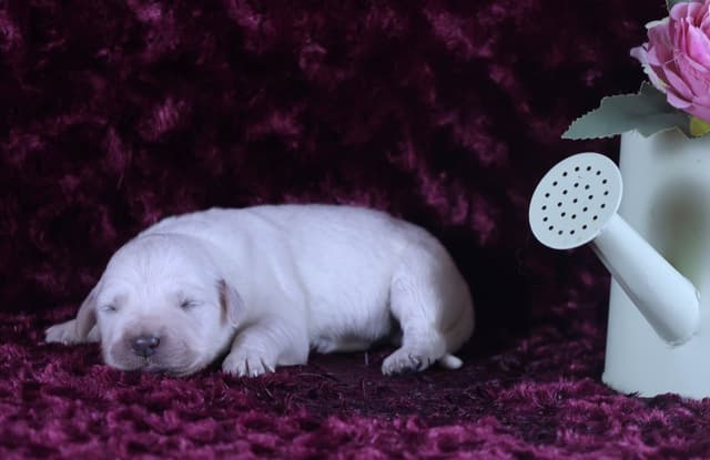 Golden Retriever Puppies media 2