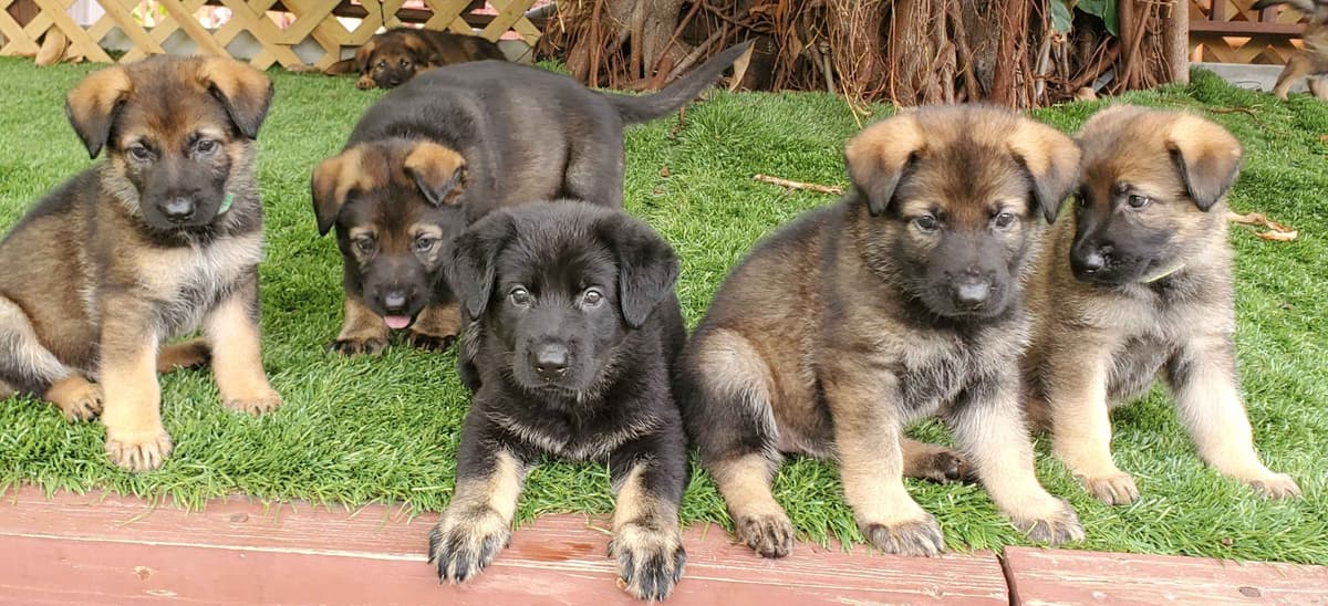 German Shepherd Dog Puppies breeder image 1