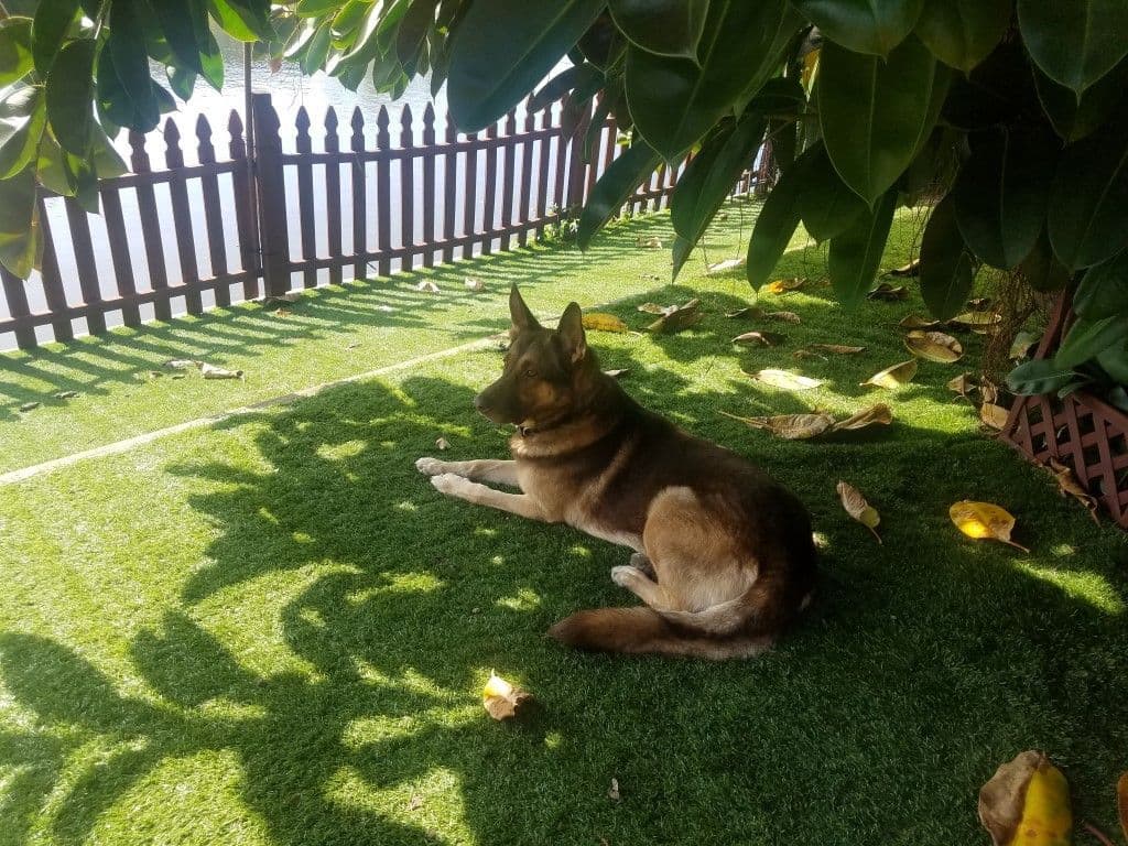 German Shepherd Dog Puppies breeder image 2