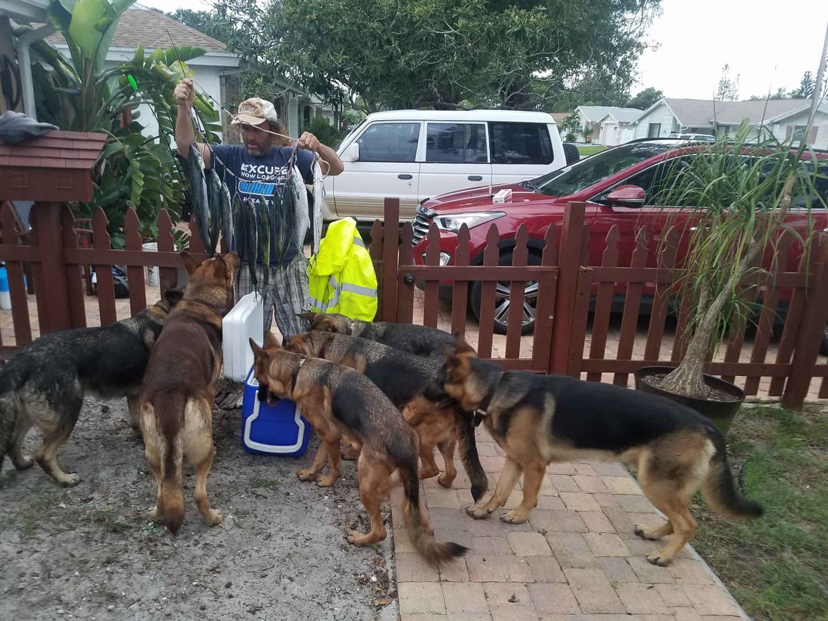 German Shepherd Dog Puppies breeder image 3