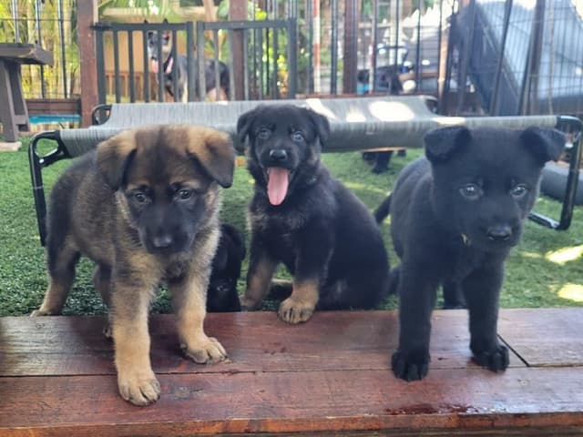 German Shepherd Dog Puppies media 6