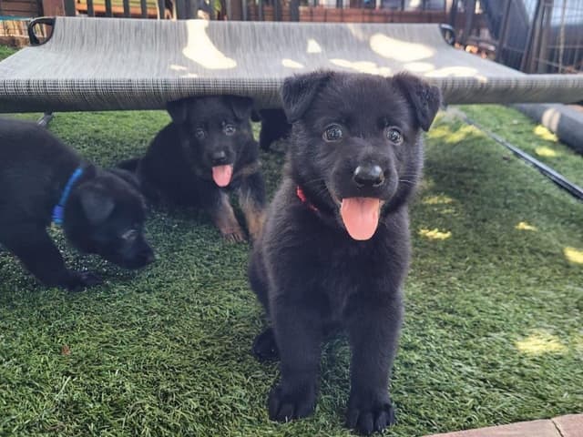 German Shepherd Dog Puppies media 5