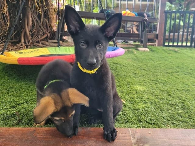 German Shepherd Dog Puppies media 2