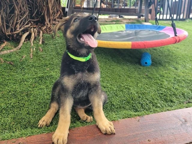German Shepherd Dog Puppies media 3