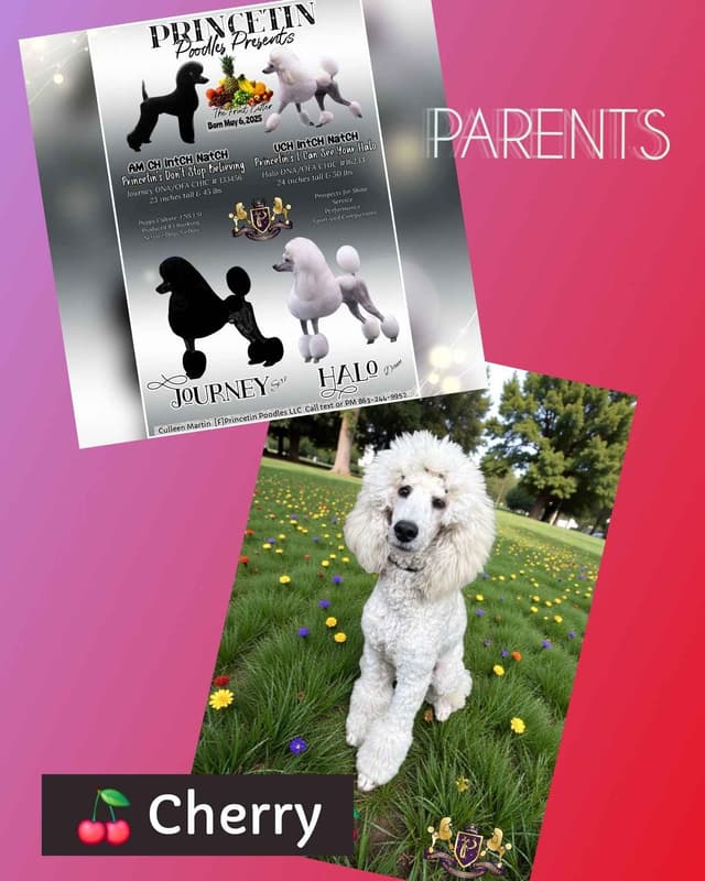 Princetin Poodles is proud to announce "THE FRUIT LITTER " media 3