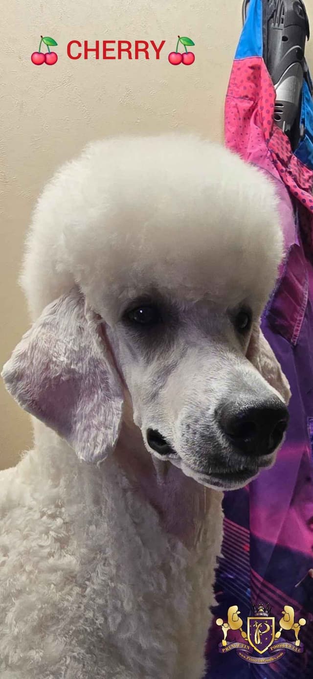 Princetin Poodles is proud to announce "THE FRUIT LITTER " media 5