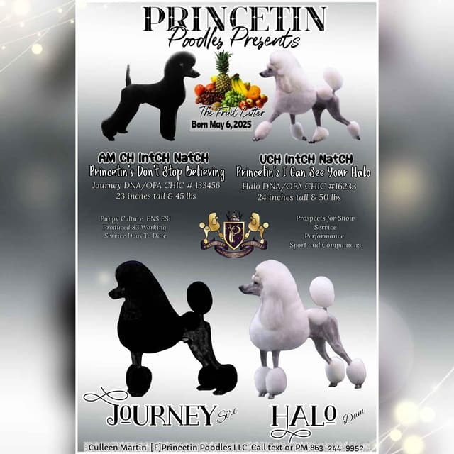 Princetin Poodles is proud to announce "THE FRUIT LITTER " media 6