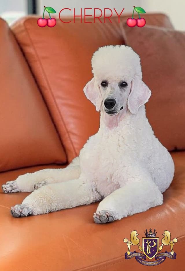 Princetin Poodles is proud to announce "THE FRUIT LITTER " media 7