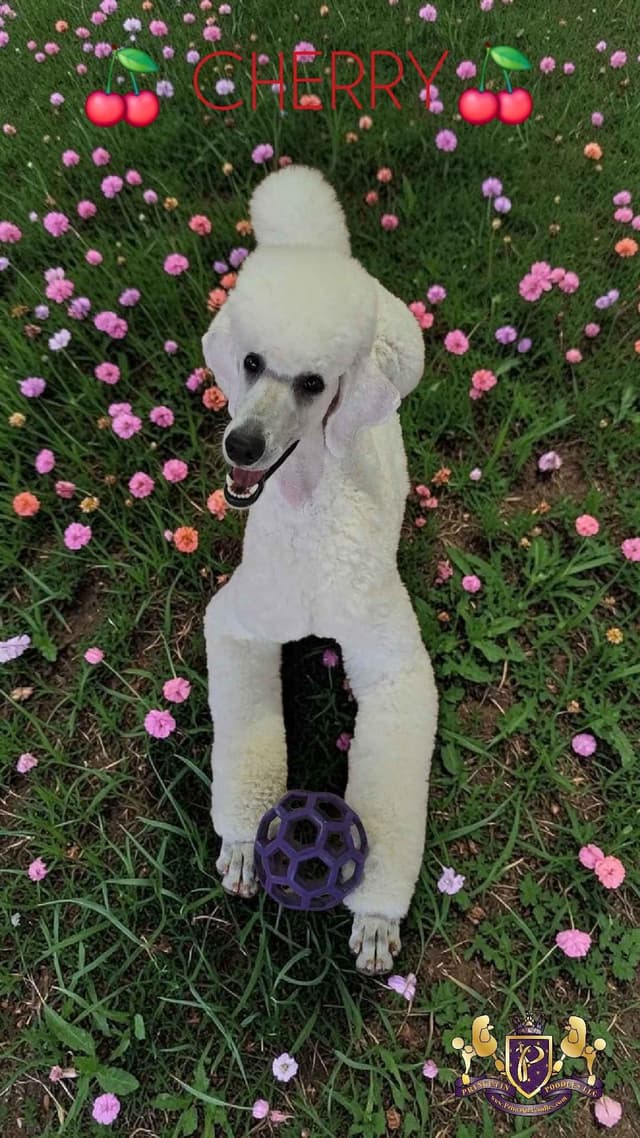 Princetin Poodles is proud to announce "THE FRUIT LITTER " media 8