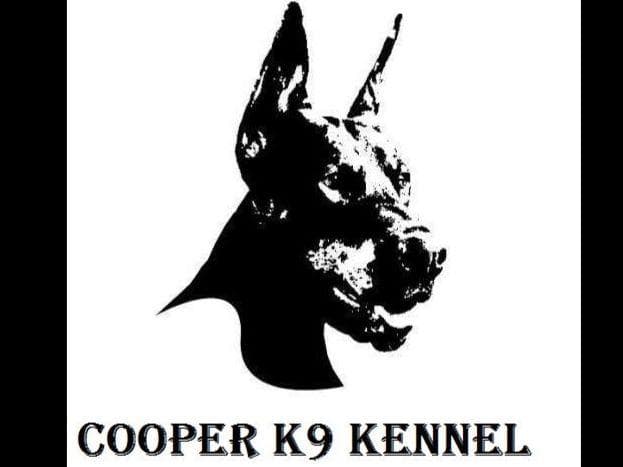 Doberman Pinscher Puppies breeder image 1