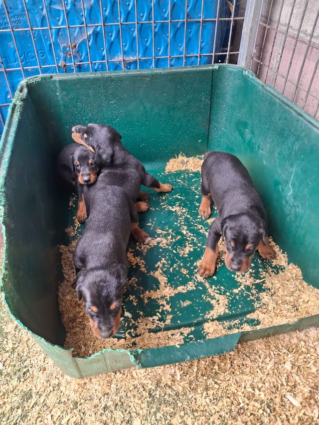 Doberman Pinscher Puppies media 3