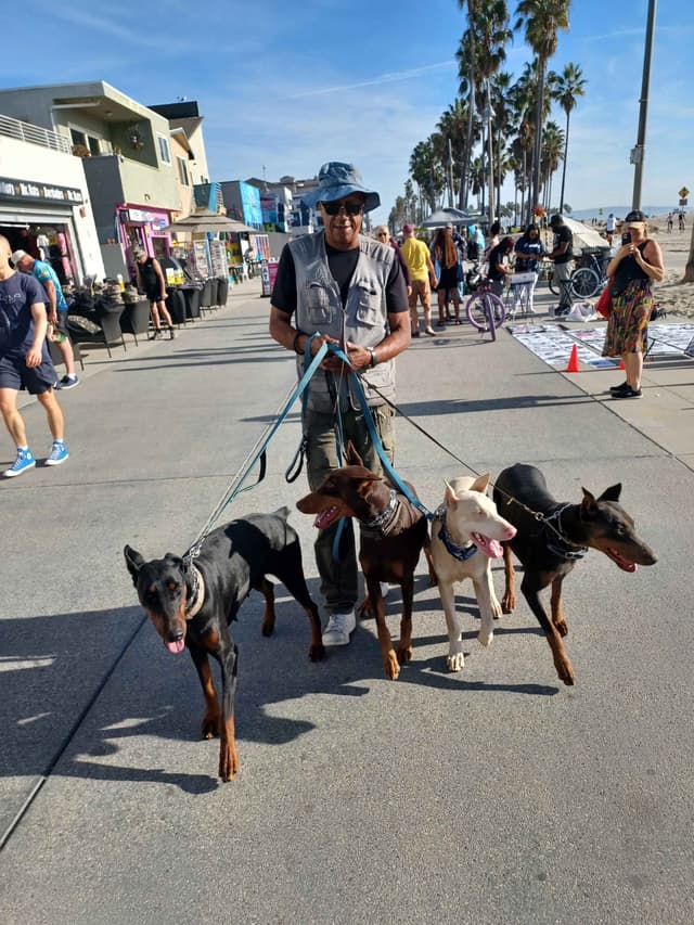 Doberman Pinscher Puppies media 2