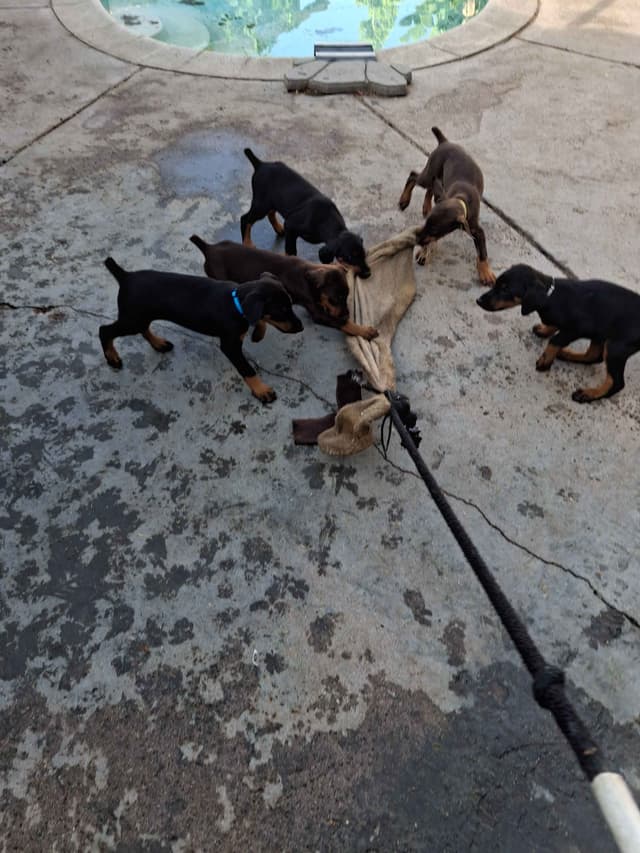 Doberman Pinscher Puppies media 4