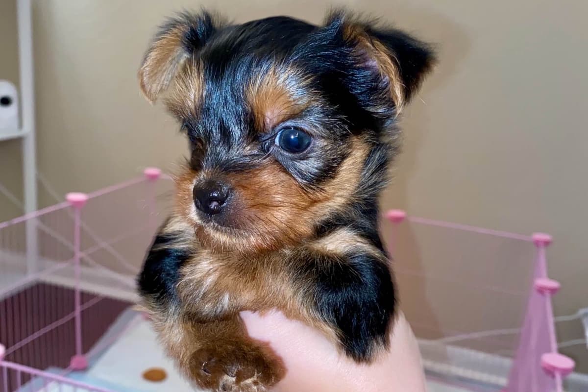 Yorkshire Terrier Puppies breeder image 3
