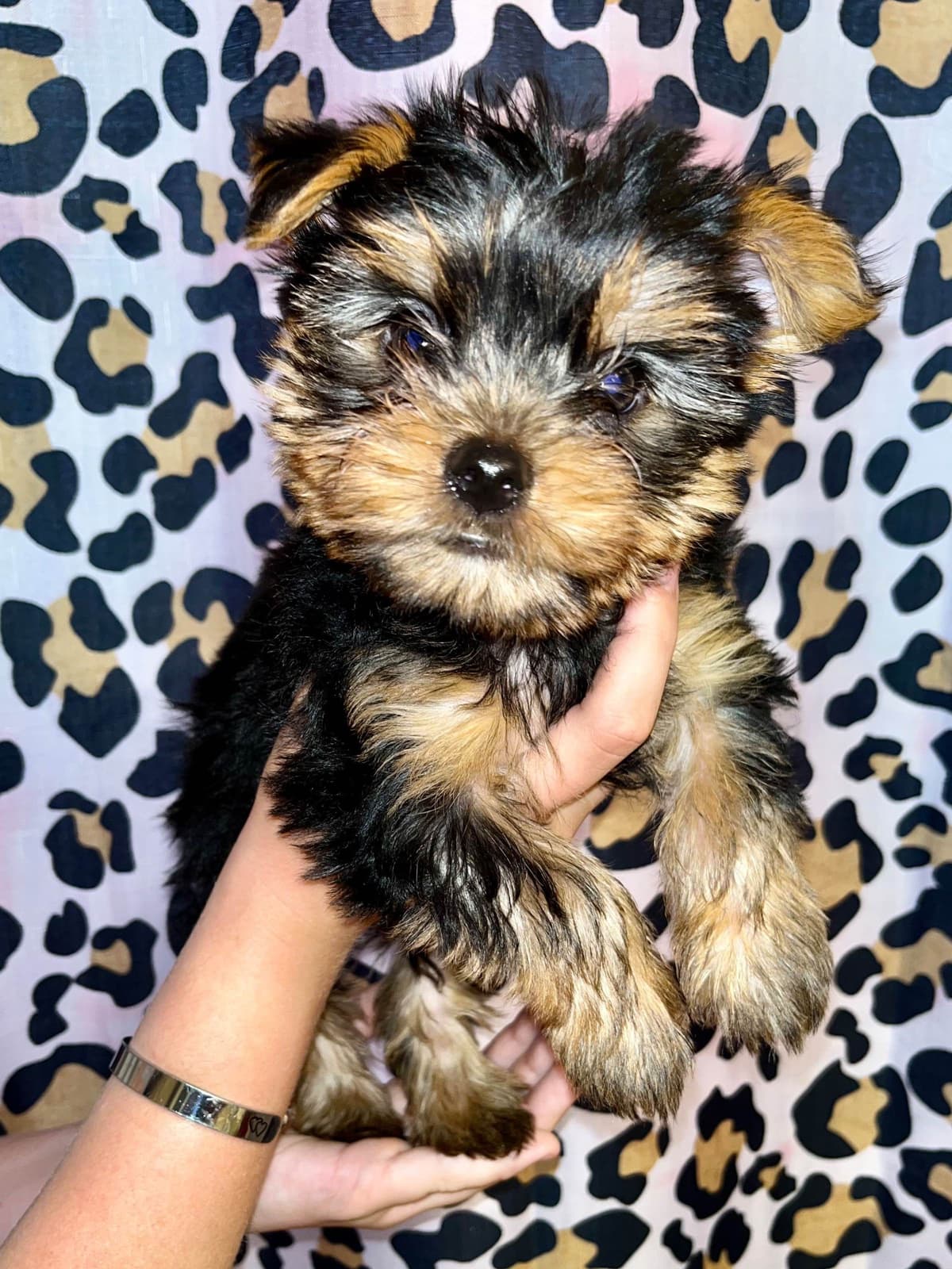 Yorkshire Terrier Puppies breeder image 1