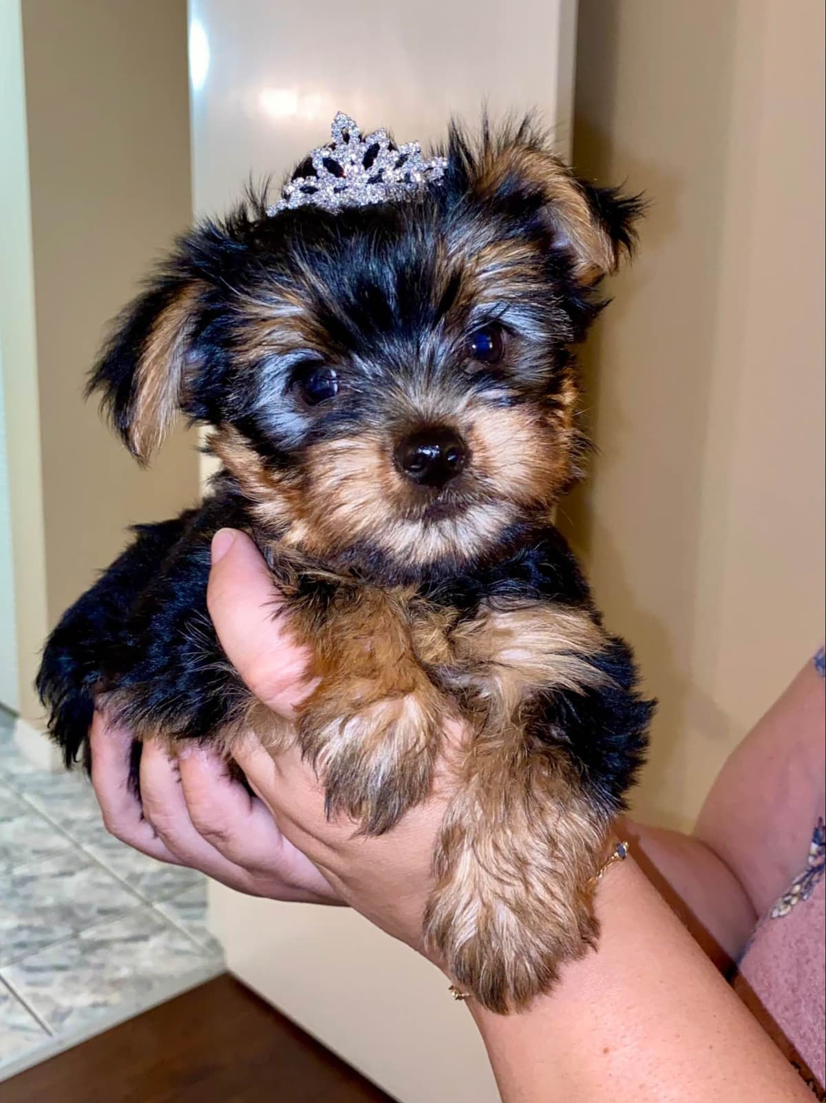 Yorkshire Terrier Puppies breeder image 2