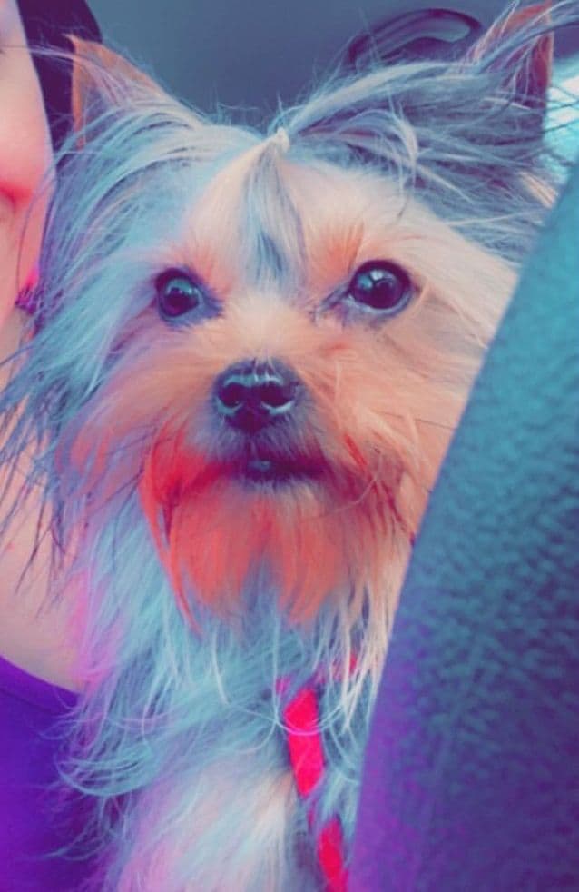 Yorkshire Terrier Puppies breeder image 5