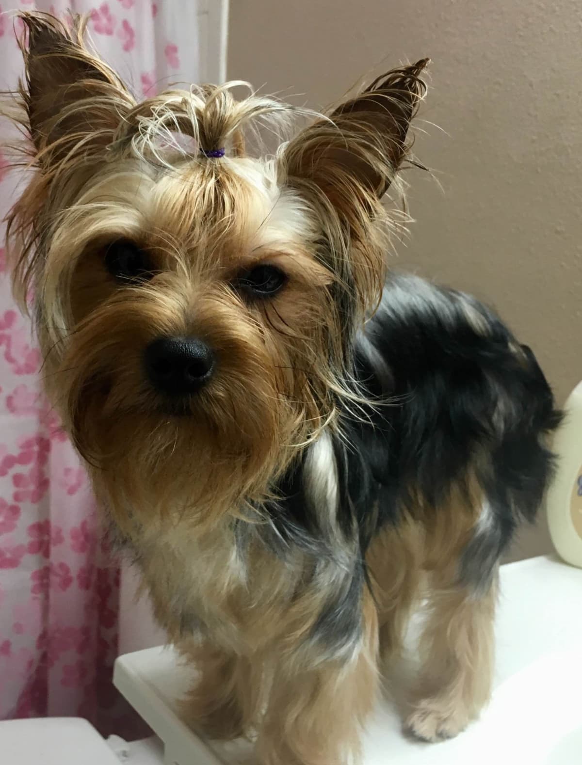 Yorkshire Terrier Puppies breeder image 4