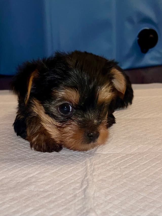 Yorkshire Terrier Puppies media 8