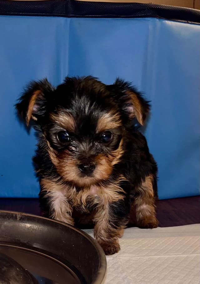 Yorkshire Terrier Puppies media 9