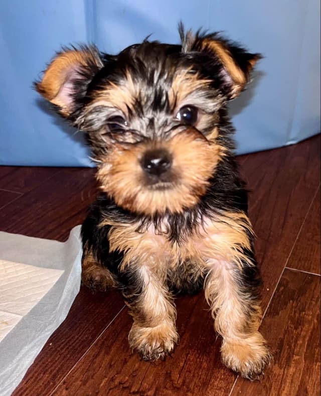 Yorkshire Terrier Puppies media 2