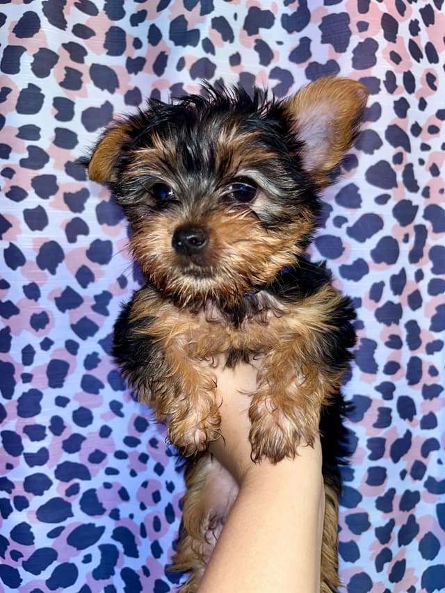 Yorkshire Terrier Puppies media 6