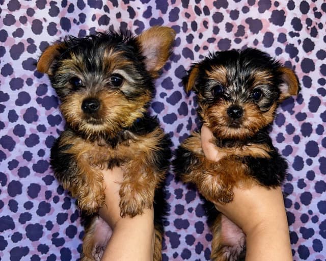 Yorkshire Terrier Puppies media 5