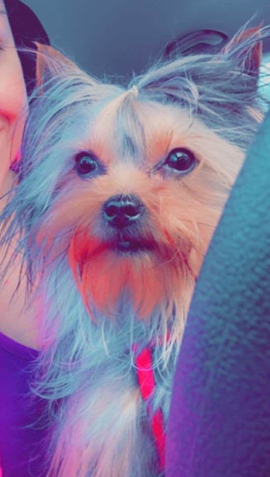 Yorkshire Terrier Puppies media 11