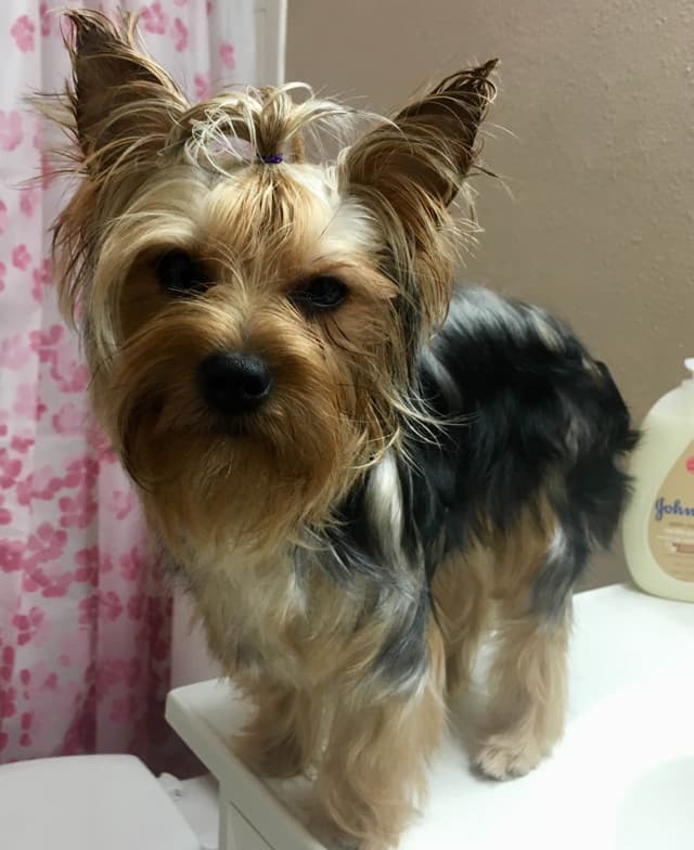Yorkshire Terrier Puppies media 10