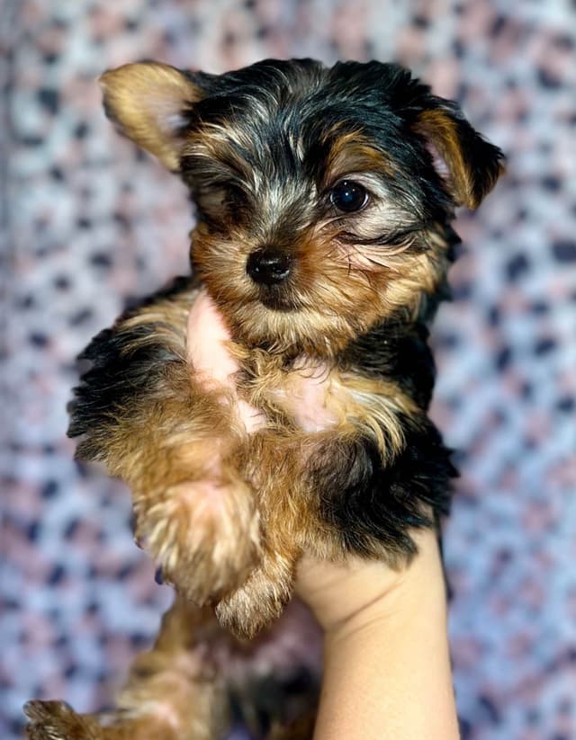 Yorkshire Terrier Puppies media 4