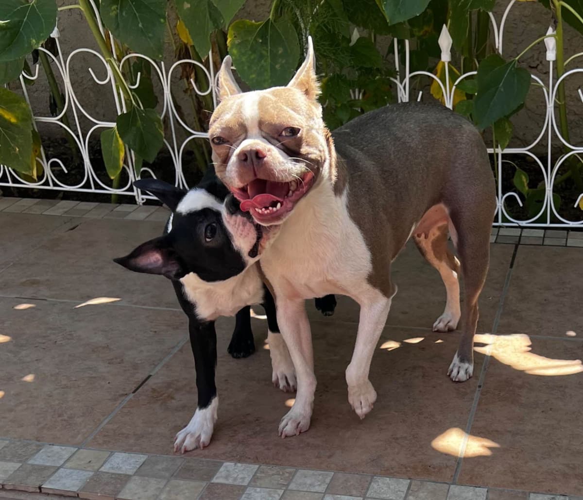 Boston Terrier Puppies breeder image 2