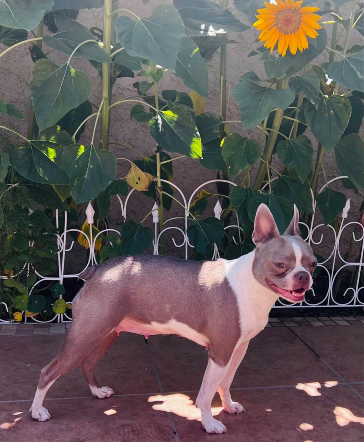 Boston Terrier Puppies breeder image 1