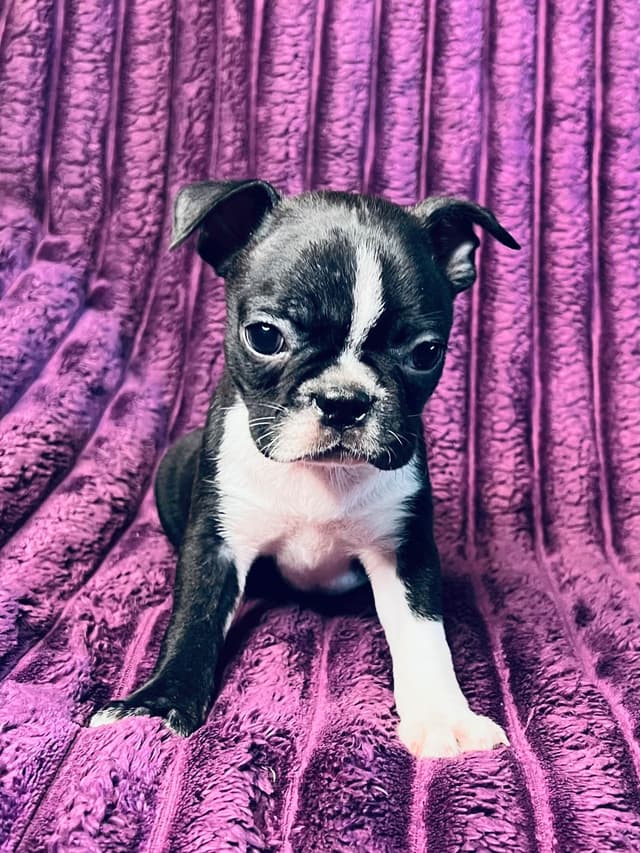 Boston Terrier Puppies media 4
