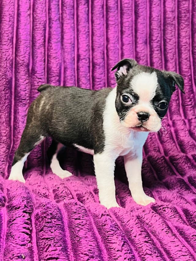 Boston Terrier Puppies media 2