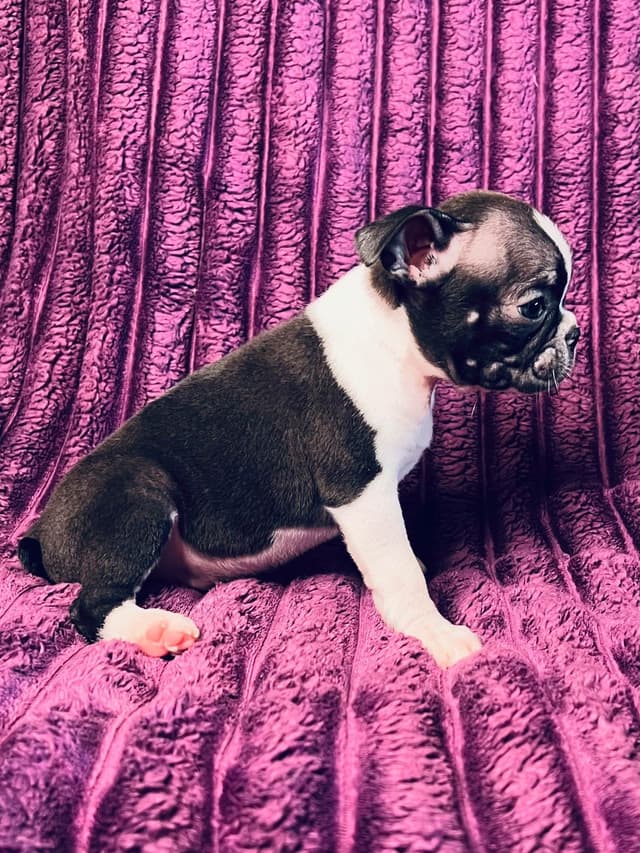 Boston Terrier Puppies media 3