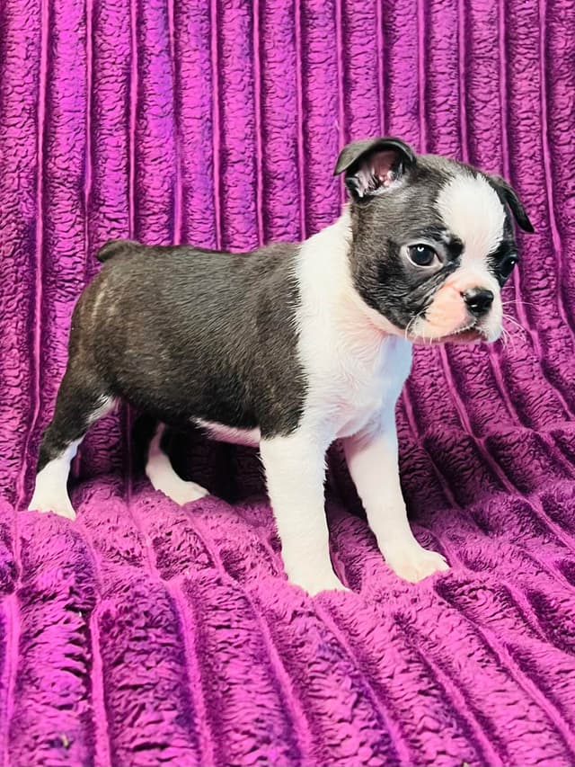 Boston Terrier Puppies media 5